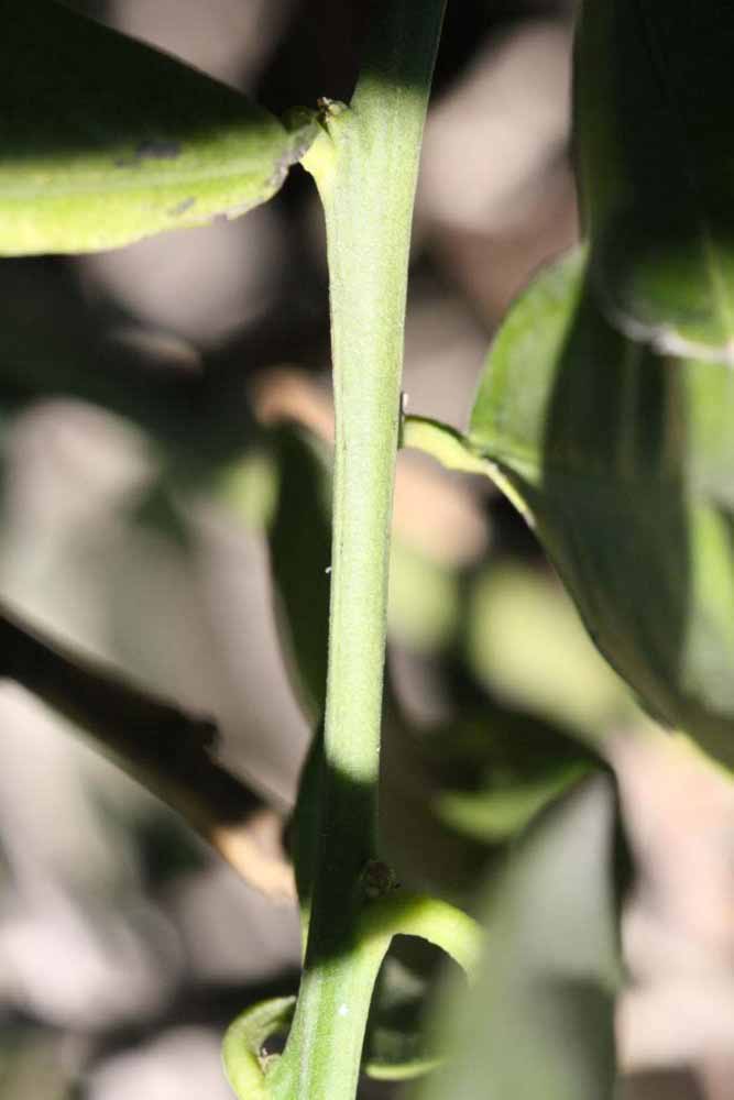              First year twig (Riverside, CA)       